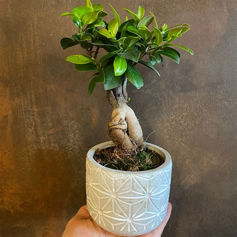 ficus microcarpa ginseng 中文